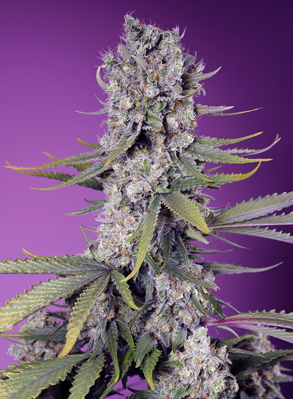 Papaya Zoap - Sweet Seeds