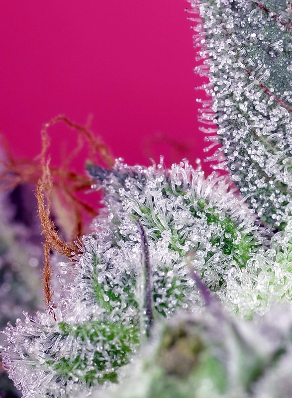 Papaya Zoap - Sweet Seeds - Imagen 2