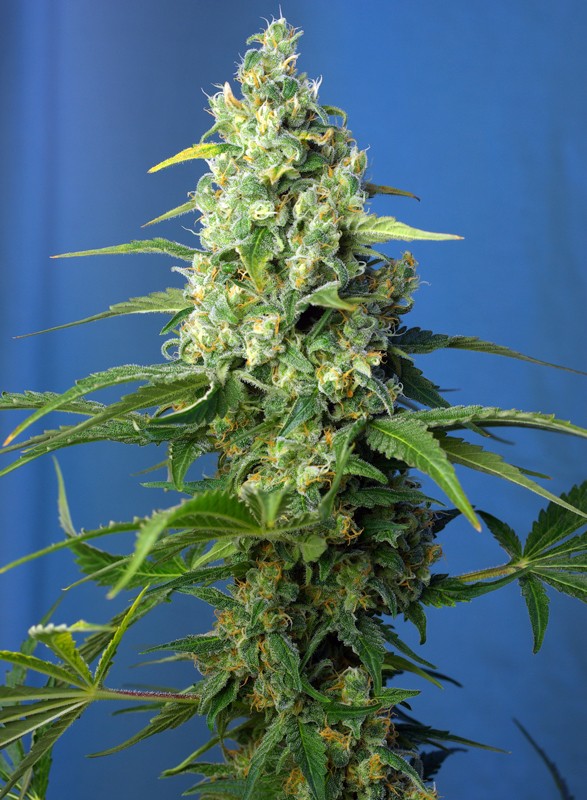 Honey Peach Auto CBD- Sweet Seed