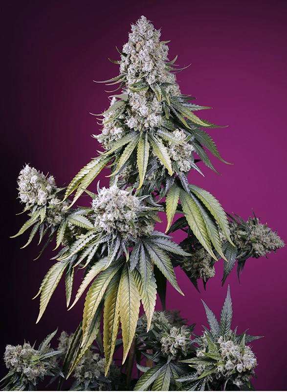 Jealousy x Sweet Mandarine Zkittlez XL Auto- Sweet Seed