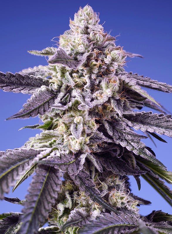 Permanent Jealousy XL Auto- Sweet Seed