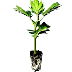 BOPPLE NUT púrpura ESQUEJE- Mano Verde Seeds