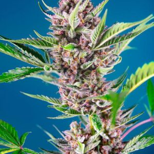 PURPLE PUNCH OG - Sweet Seeds