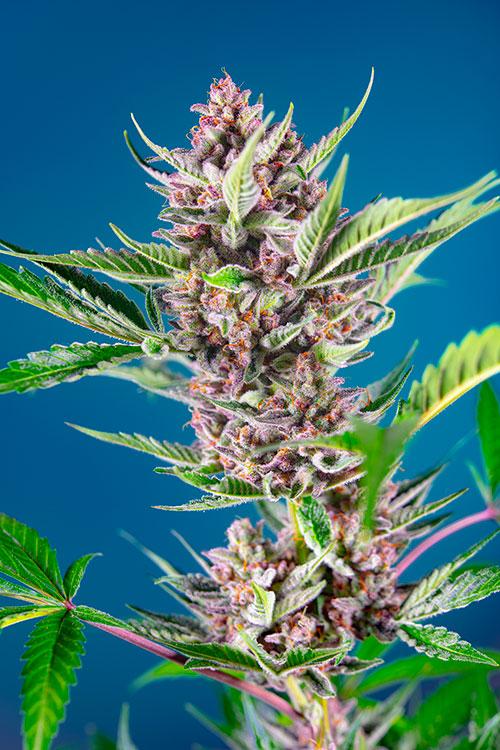 PURPLE PUNCH OG - Sweet Seeds