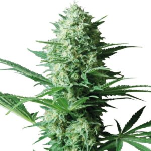 CRITICAL + + - Gea Seeds