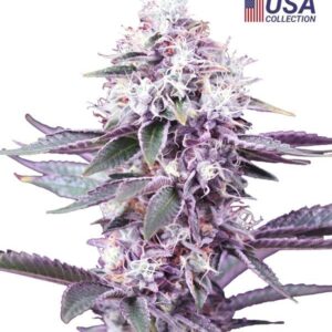 GEALATO KUSH FEMINIZADA